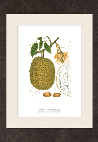 Durian King of Fruit - Year 1863