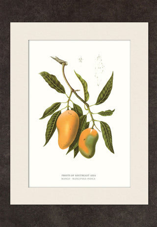 Mango fruit - Year 1863