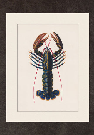 Lobster - Year 1849