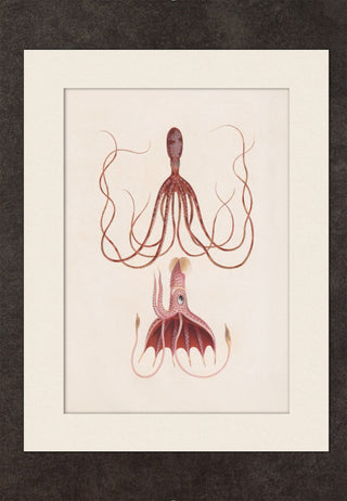 Octopus and Squid - Year 1849